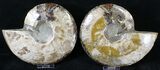 Split Agatized Ammonite - Million Years #18827-3